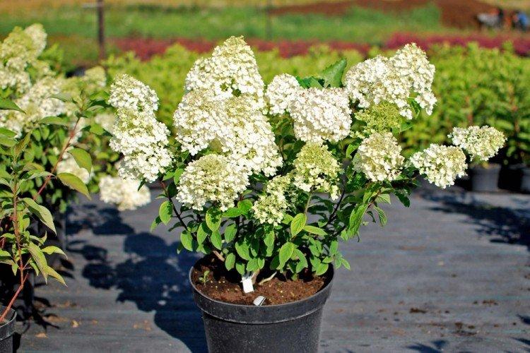 Удобрения и подкормка - Уход за метельчатой гортензией