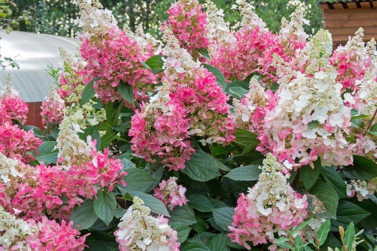Метельчатая гортензия - фото