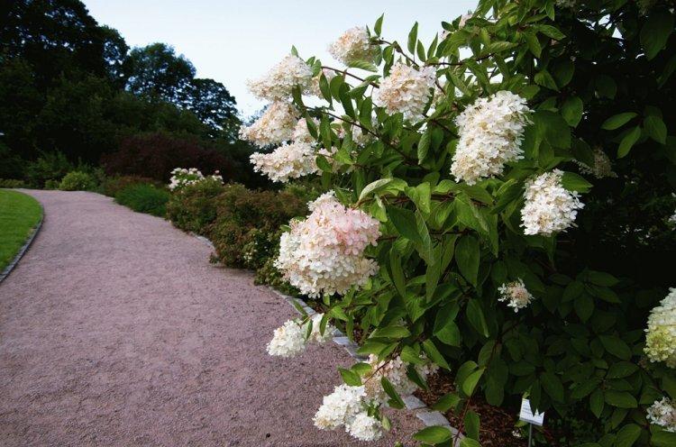 Метельчатая гортензия - фото