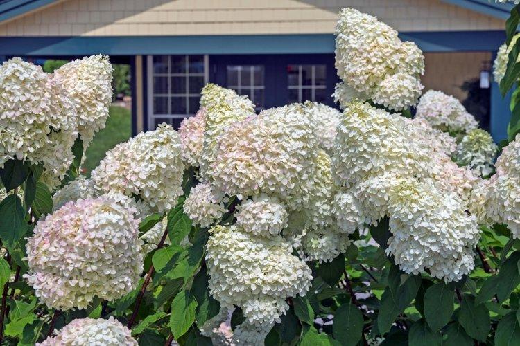 Метельчатая гортензия - фото