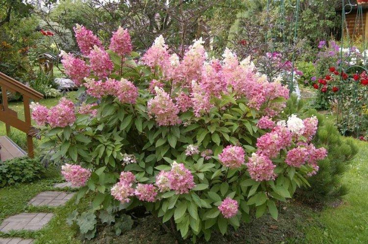 Метельчатая гортензия - фото