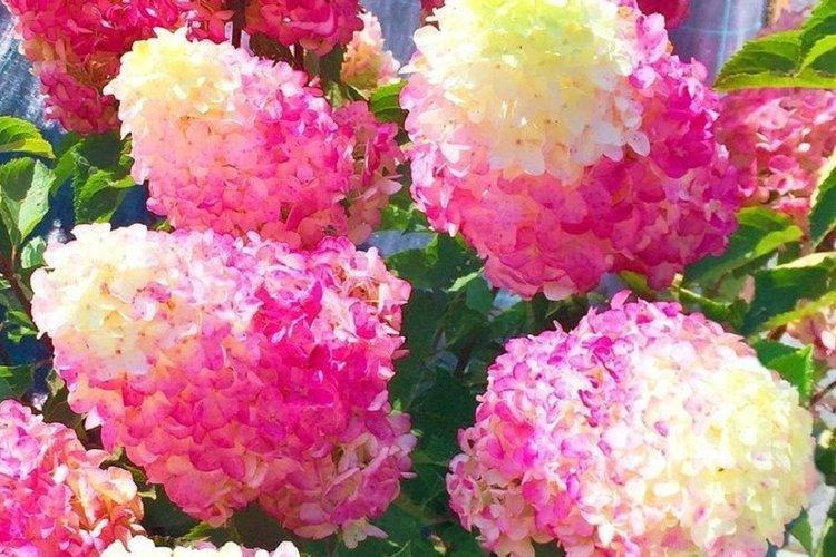 Метельчатая гортензия Фрайз Мельба - лучшие сорта для Подмосковья