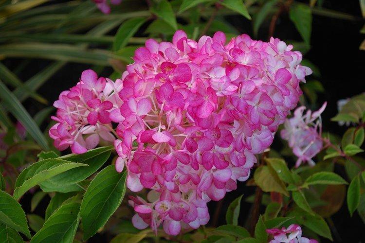 Метельчатая гортензия Сандей фрейз - лучшие сорта для Подмосковья