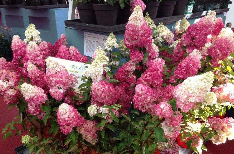 Фрайз Мельба - Сорта метельчатой гортензии