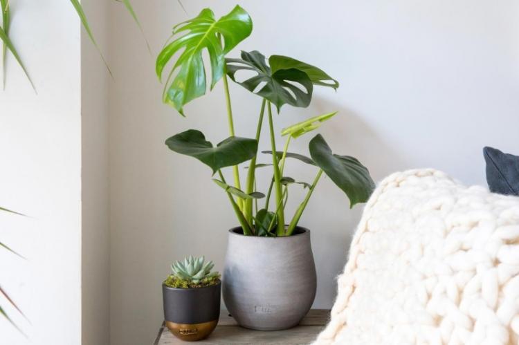 Освещение - Уход за монстерой