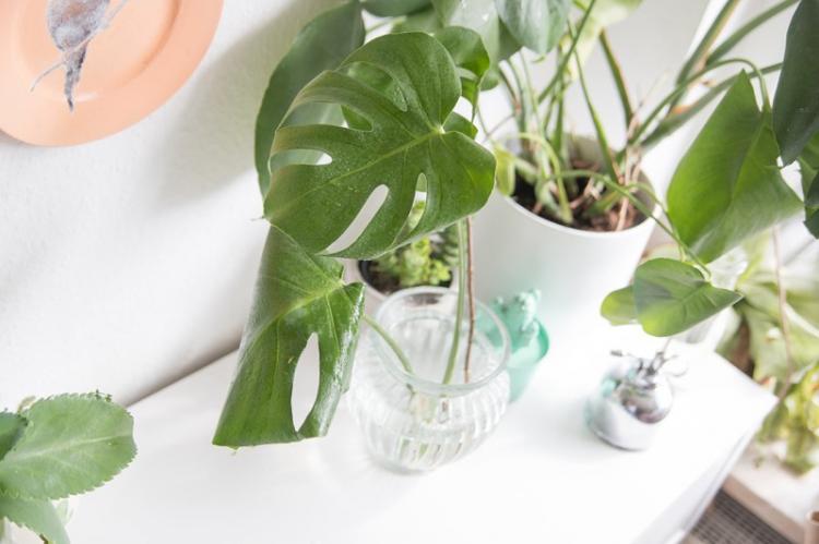 Полив - Уход за монстерой