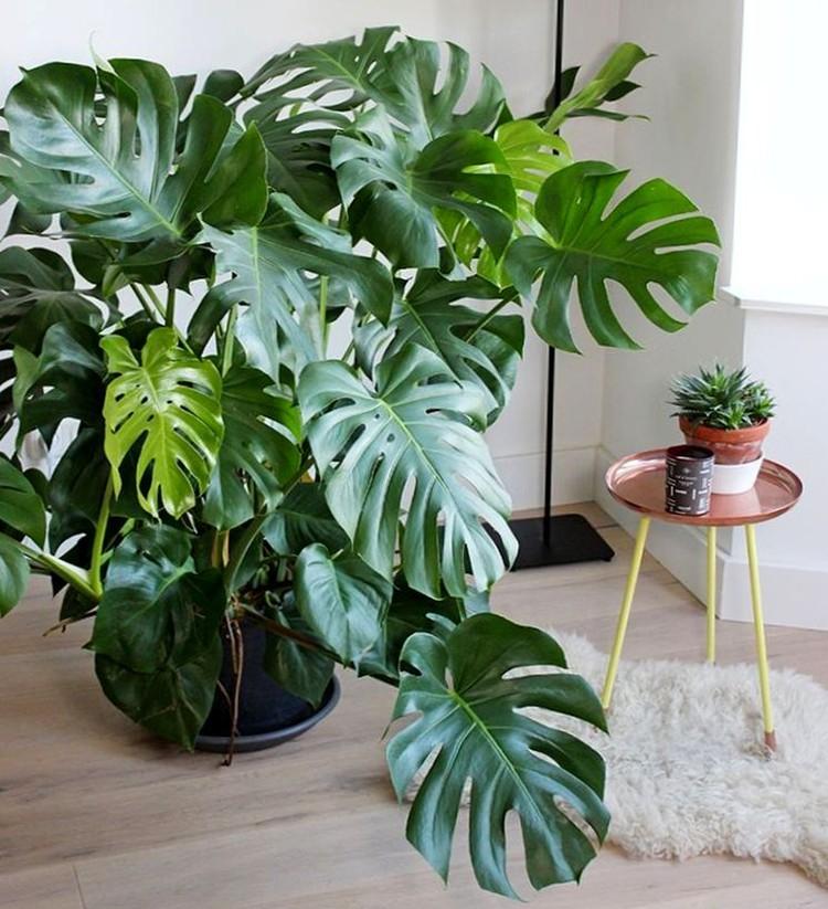 Вредители и болезни - Монстера