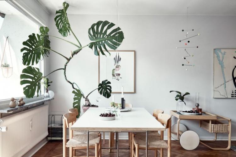 Монстера - фото