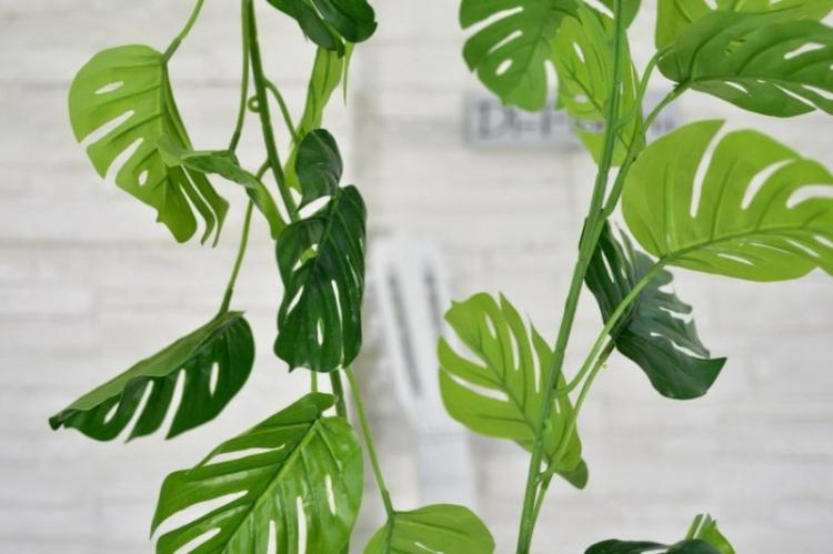 Монстера - фото