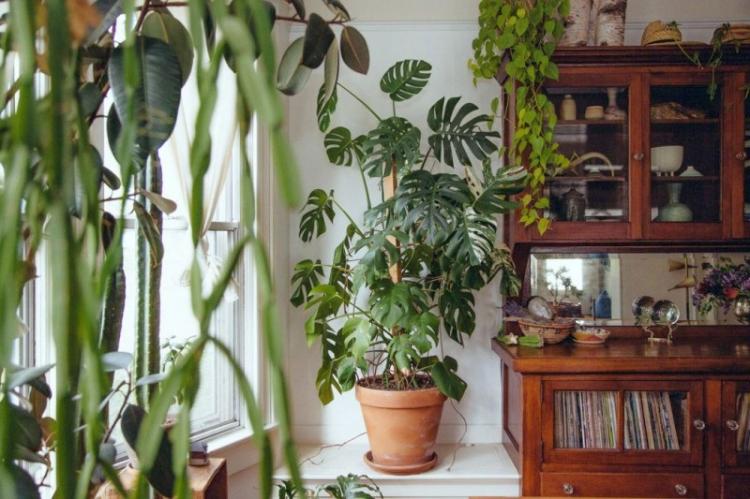 Монстера - фото