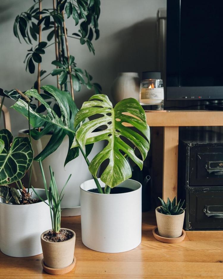 Монстера - фото