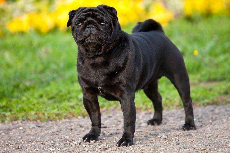 Гигиена - Уход за мопсом