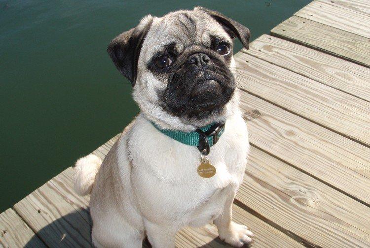 Здоровье и болезни породы - Мопс