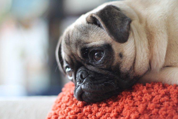 Сколько стоит мопс