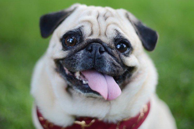 Мопсы - фото