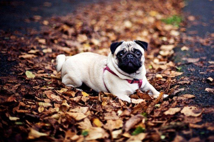 Мопсы - фото