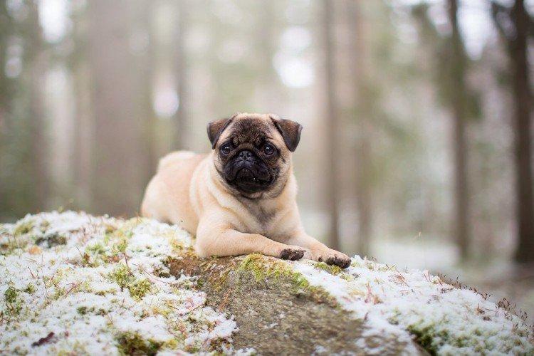 Мопсы - фото