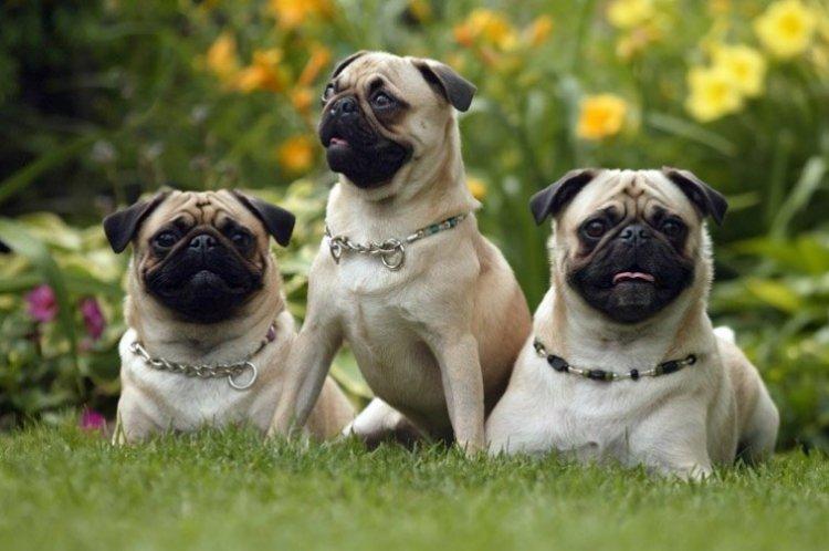 Мопсы - фото
