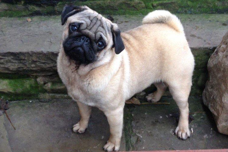 Мопсы - фото