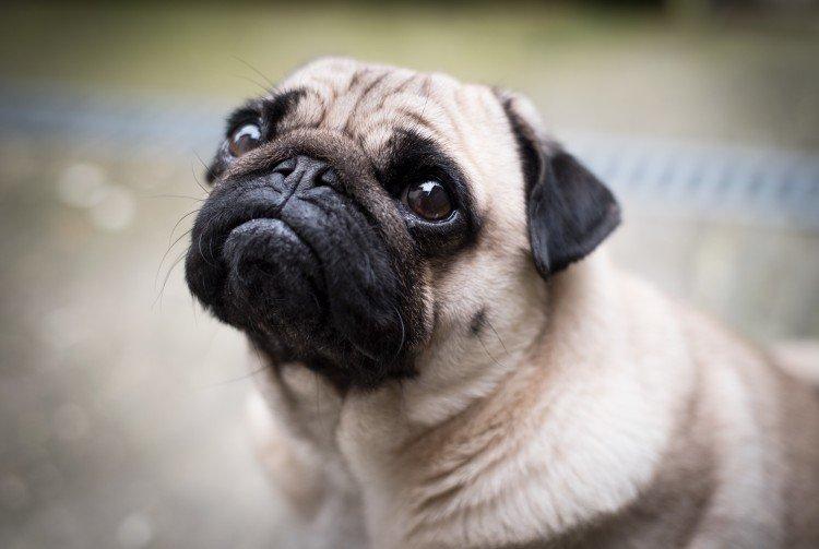 Мопсы - фото