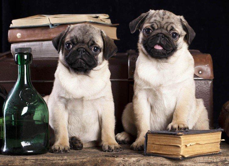 Мопсы - фото