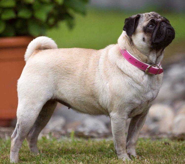 Мопсы - фото