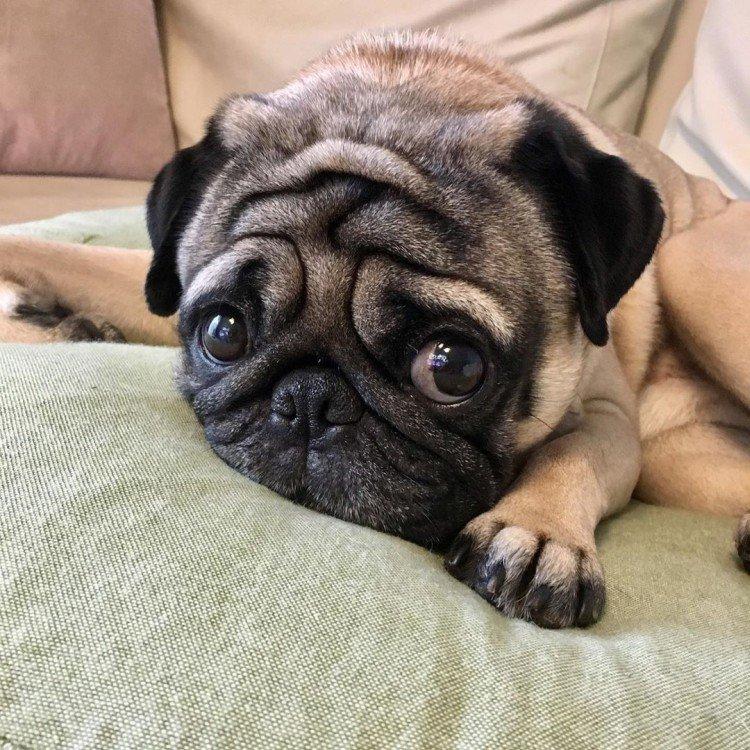 Мопсы - фото