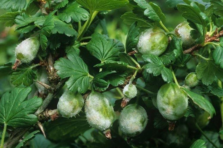 Что это - Мучнистая роса на крыжовнике