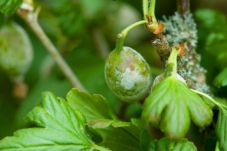 Причины появления - Мучнистая роса на крыжовнике