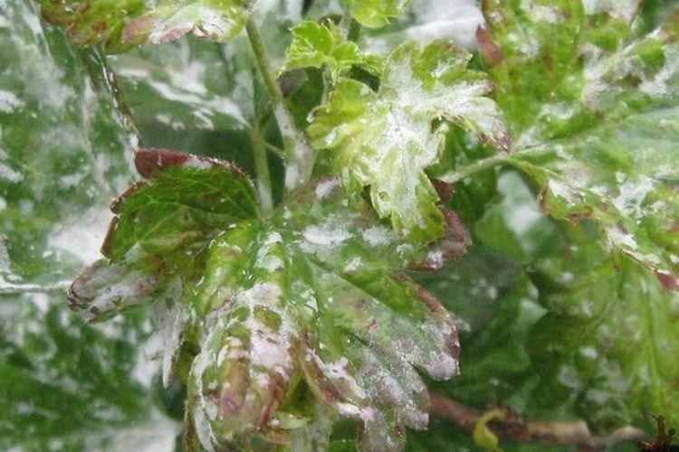 Как распознать болезнь - Мучнистая роса на крыжовнике