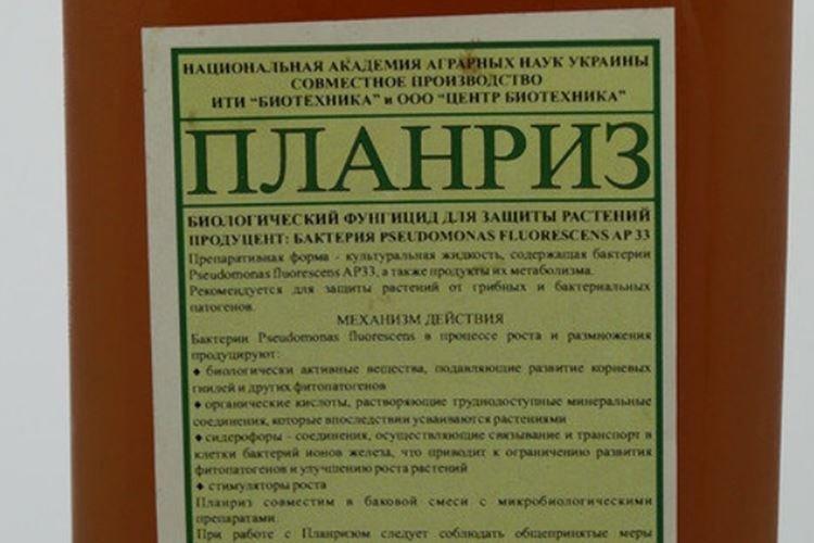 Планриз - Обработка крыжовника от мучнистой росы