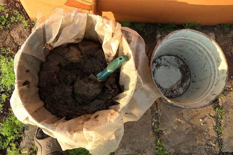 Коровяк - Народные средства от мучнистой росы на крыжовнике