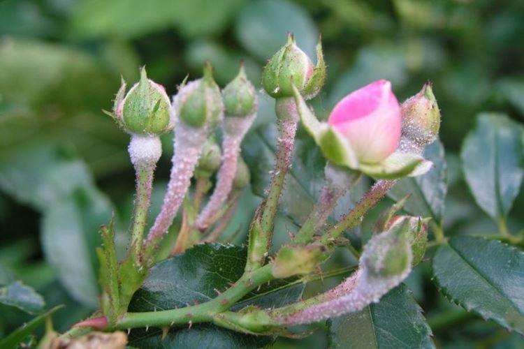 Что это - Мучнистая роса на розах