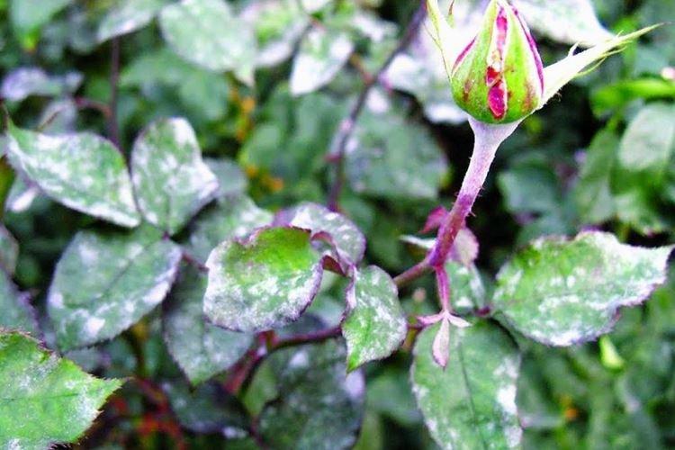 Как распознать болезнь - Мучнистая роса на розах