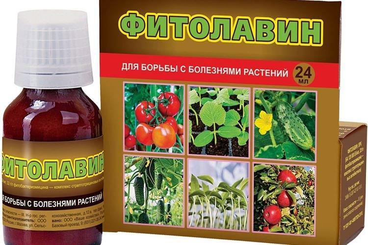 Фитолавин - Обработка розы от мучнистой росы
