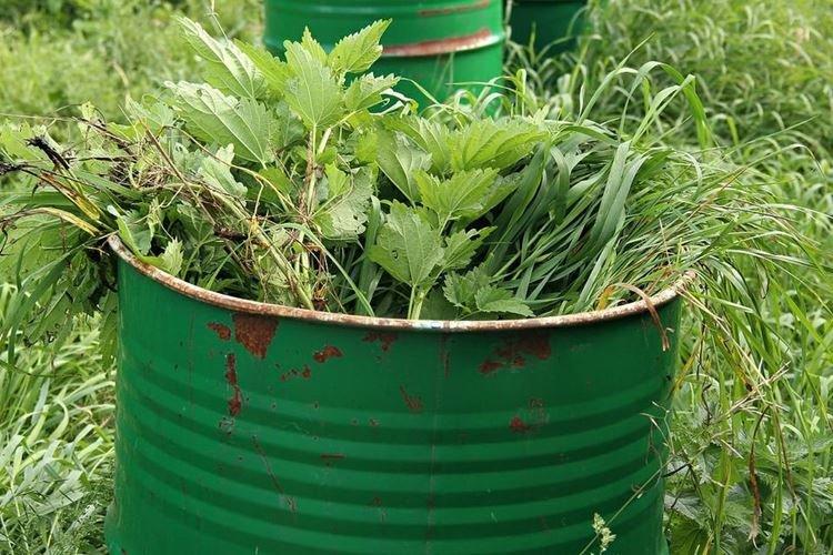 Сидераты - Народные средства от мучнистой росы на розах