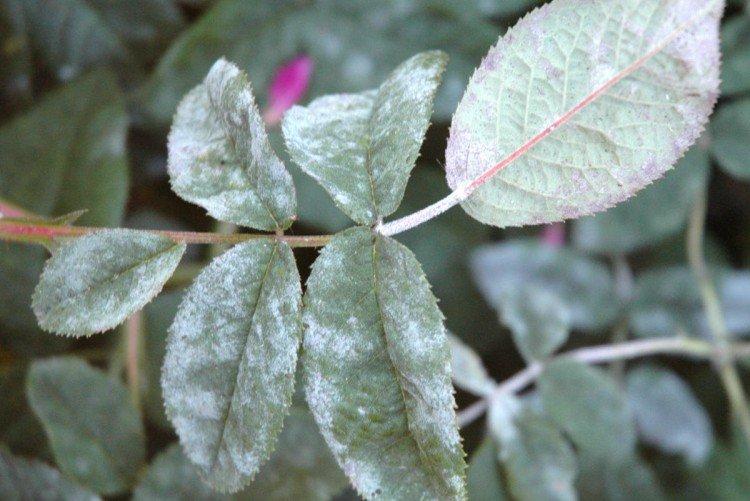 Профилактика - Мучнистая роса на розах