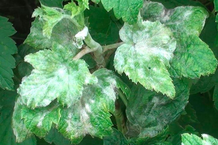 Что это - Мучнистая роса на смородине