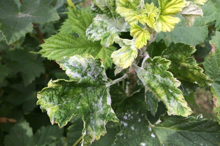 Причины появления - Мучнистая роса на смородине