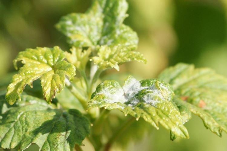 Профилактика - Мучнистая роса на смородине