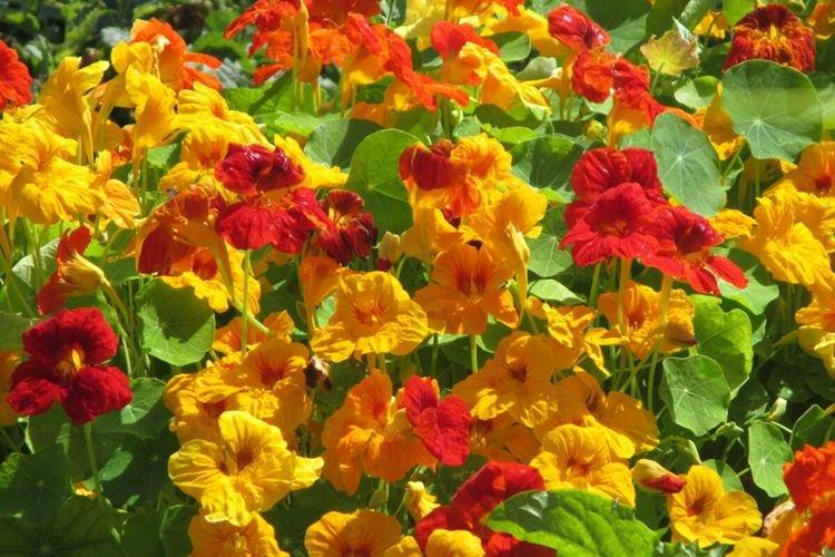 Настурция большая