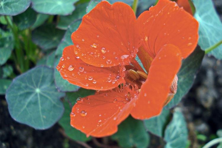 Настурция малая