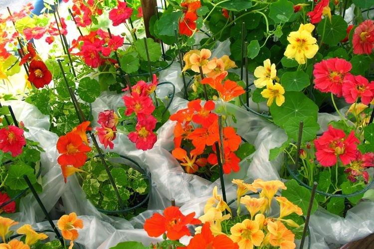 Полив - Уход за настурцией