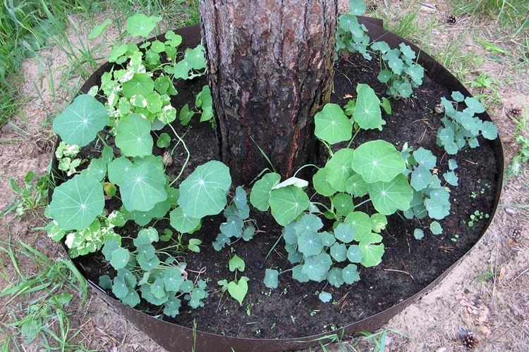 Удобрения и подкормка - Уход за настурцией