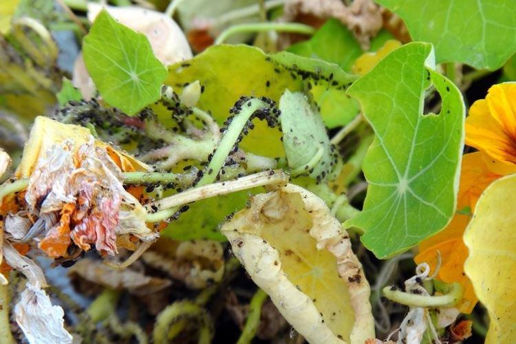 Борьба с вредителями и болезнями - Настурция