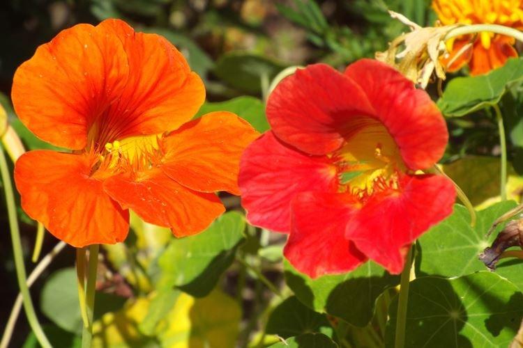 Настурции - фото