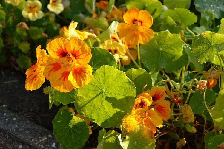 Настурции - фото