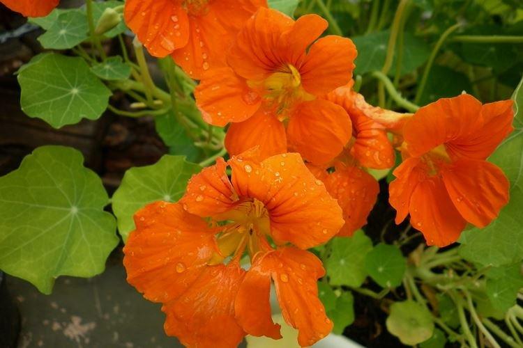 Настурции - фото