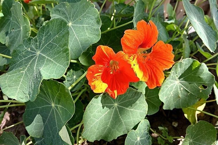 Настурции - фото