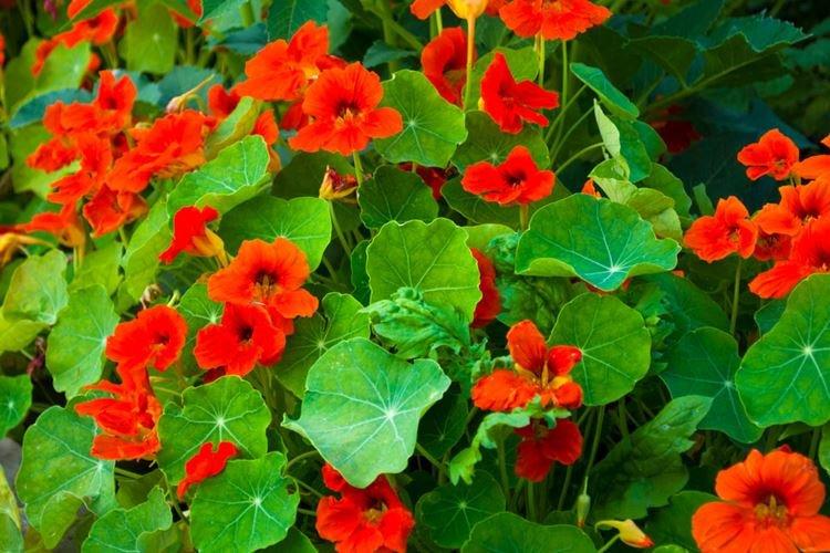 Настурции - фото